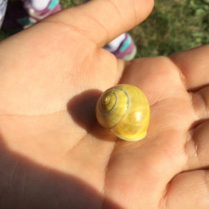 Une coquille d'escargot dans une paume.